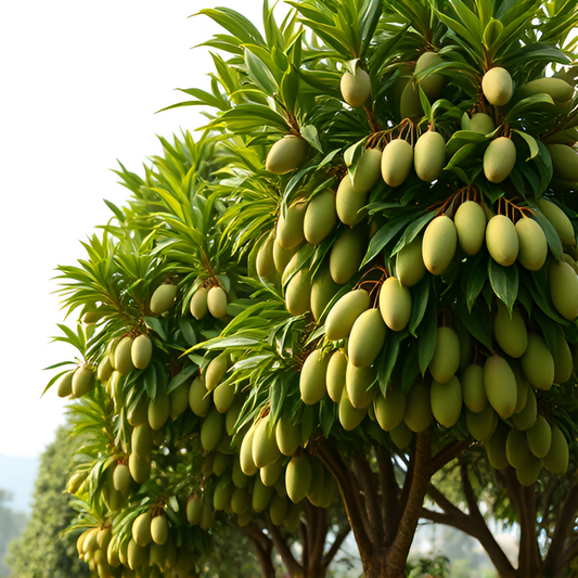 Mango Dance
