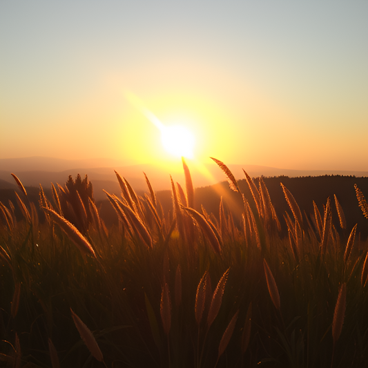 Sunny Journey